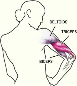Triceps are located at the back of the upper arm